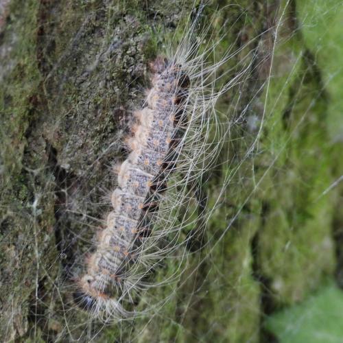 Thaumetopoea processionea